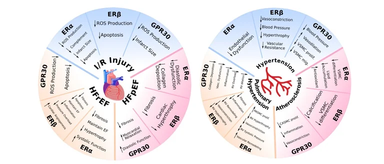 Diagram of two circles showing the role of estrogen receptors in cardiovascular diseases