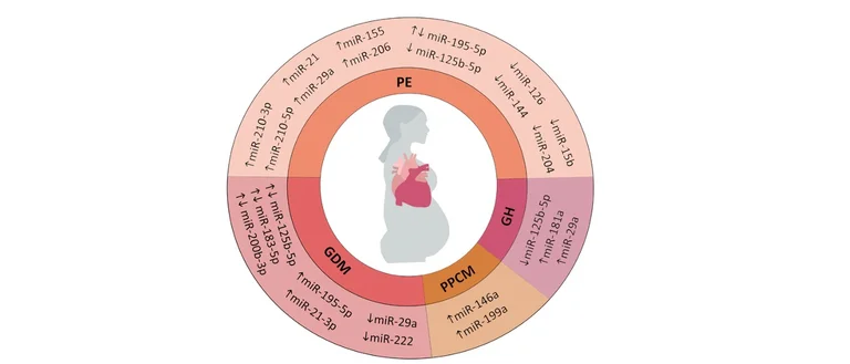 Circle diagram showing pregnancy-associated cardiac dysfunction and the role of RNAs