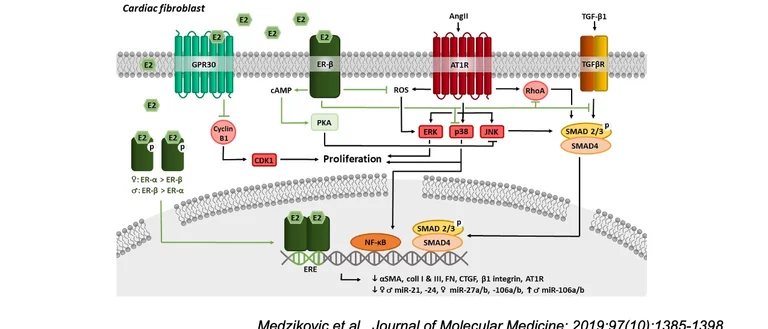 Diagram showing connecting sex-differences signaling, and microRNAs in cardiac fibrosis