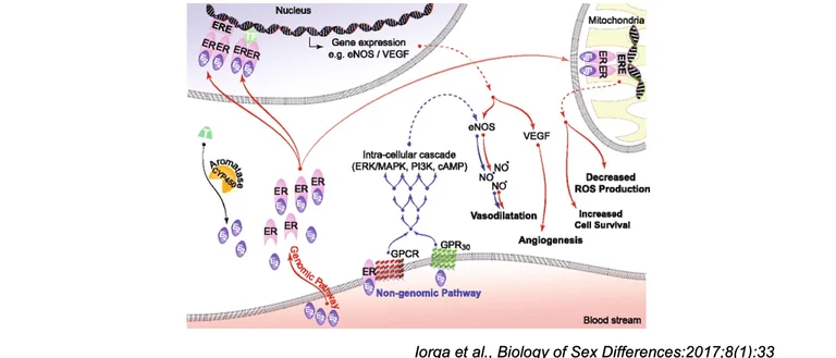Diagram showing the protective role of estrogen receptors in cardiovascular disease