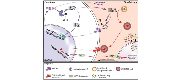 Diagram showing role of oxidized lipids in pulmonary arterial hypertension